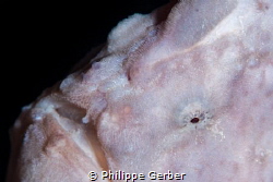 Nice white frogfish in Philippines by Philippe Gerber 